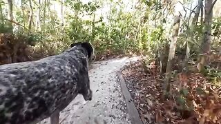 A guy had sex with his girlfriend in the jungle, Sparks Go Wild style